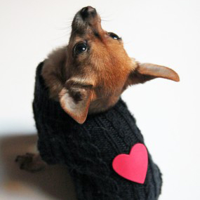 valentine-dog-sweater-285x427