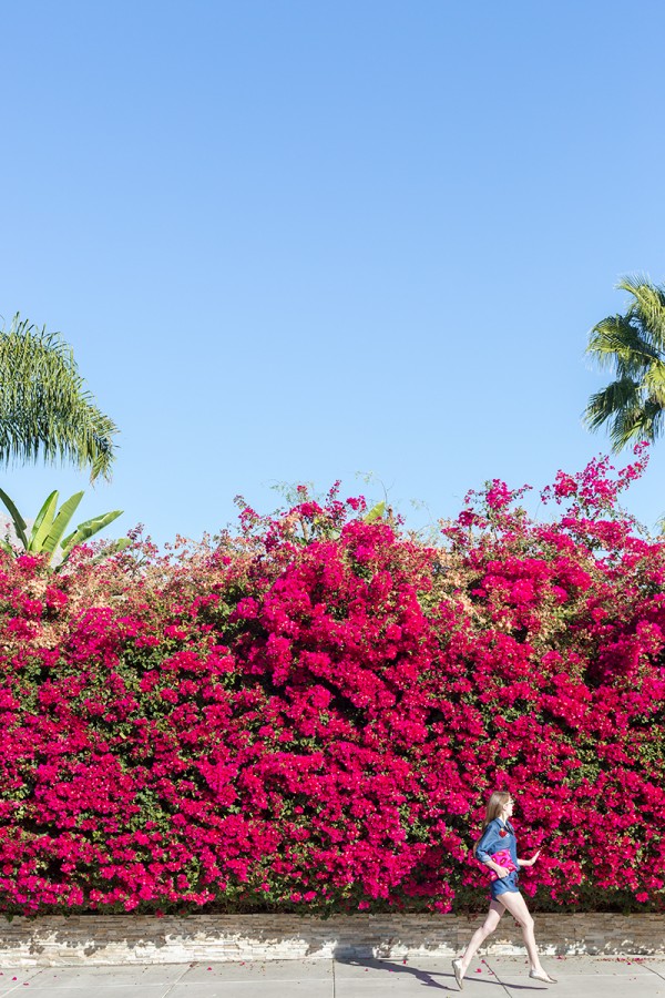 Bougainvillea bush