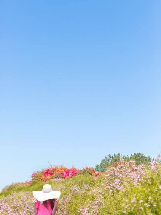 A Visit To The Flower Fields at Carlsbad Ranch