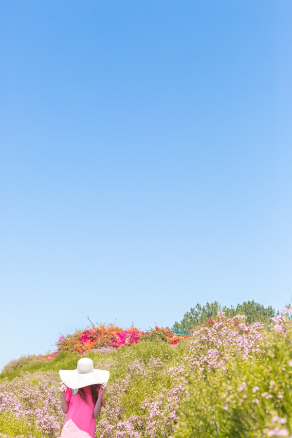 Sky and plants