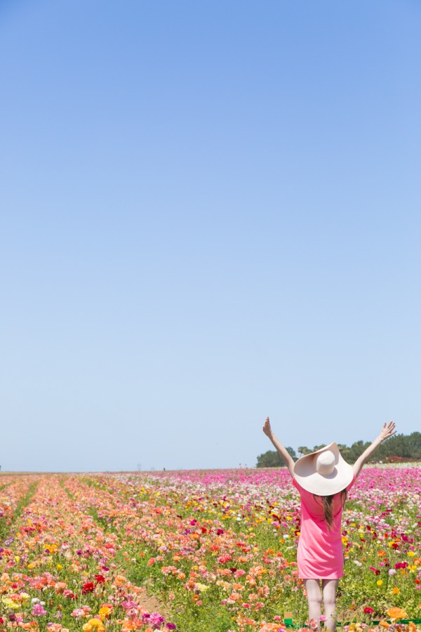 Someone standing in a flower field 