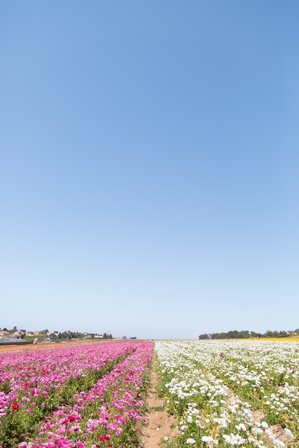 Flower field and skies 