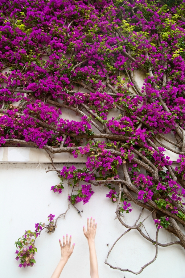 Purple flowers