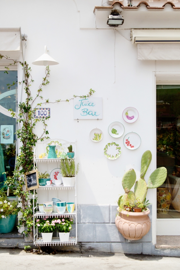 Cactus and plants