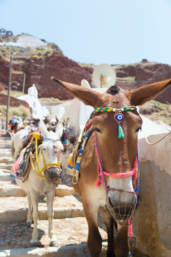 Donkeys walking down steps