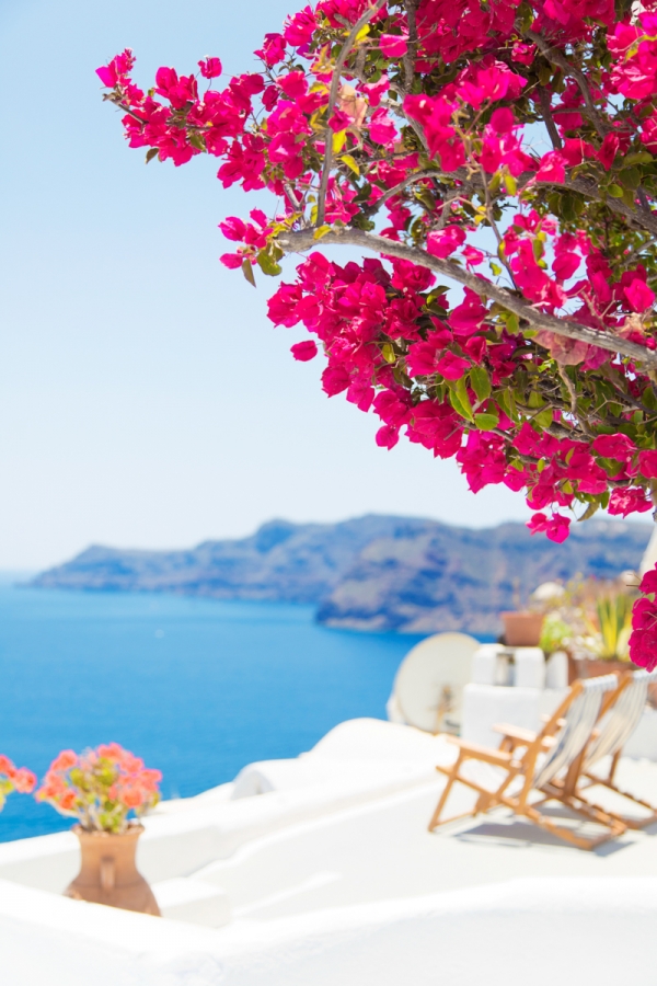 Pink flowers and chairs