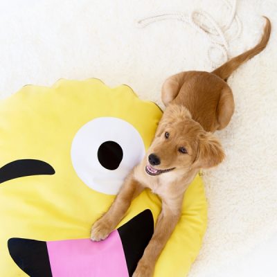 DIY Emoji Dog Bed A dog on an emoji pillow