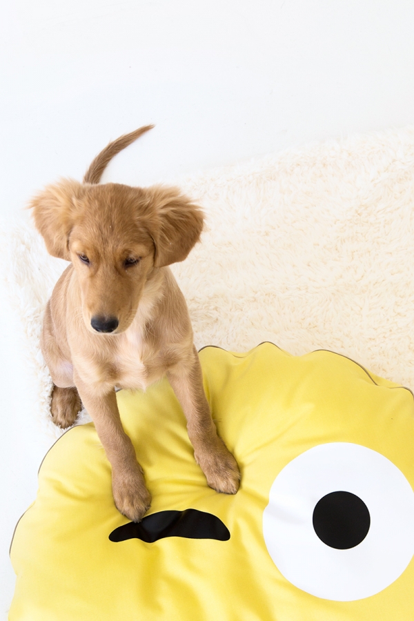 A dog on an emoji pillow