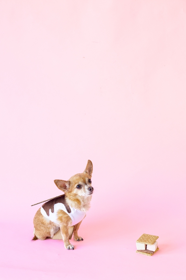 A dog in a smores costume