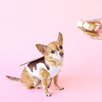 DIY S’mores Dog Costume