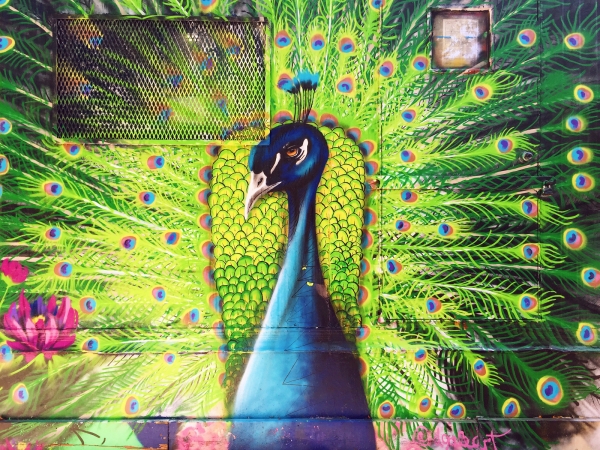 Peacock mural