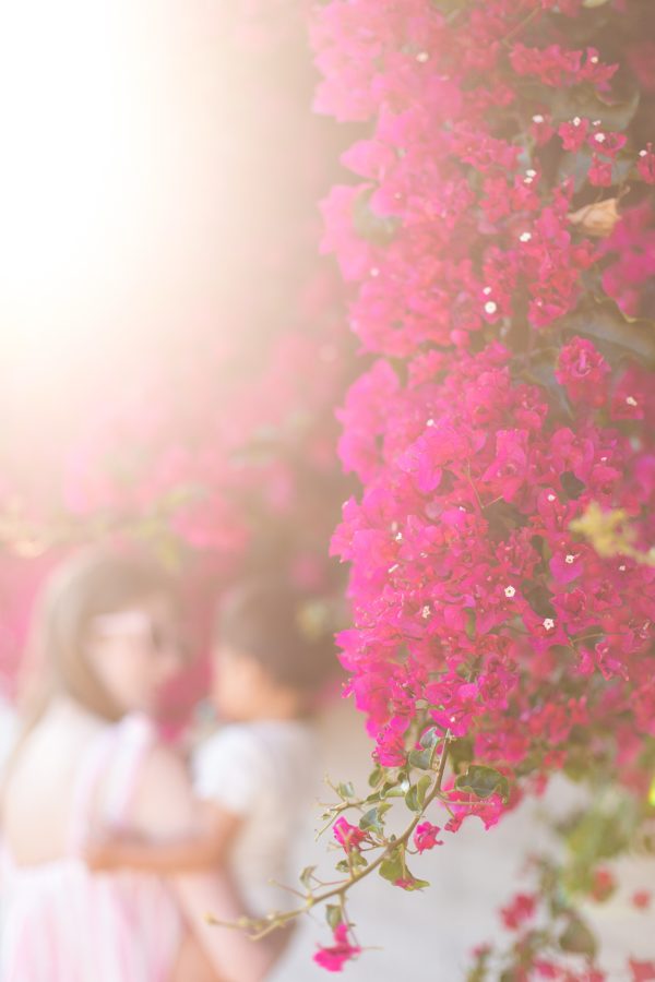 A close up of flowers