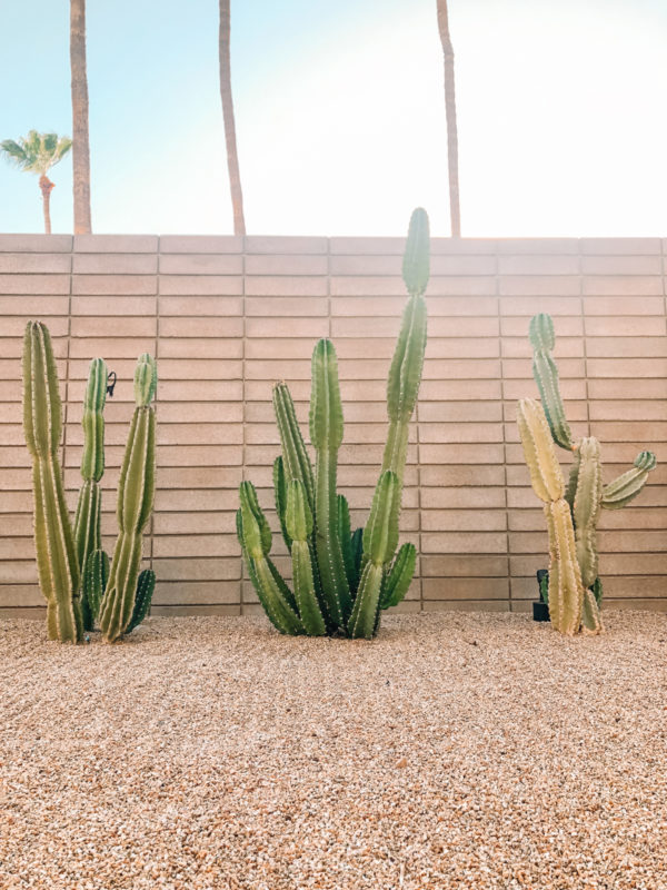 Three cacti